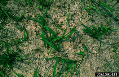 cogongrass, Imperata cylindrica  (Cyperales: Poaceae) - 1391423