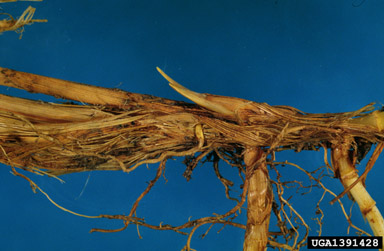 cogongrass, Imperata cylindrica  (Cyperales: Poaceae) - 1391428