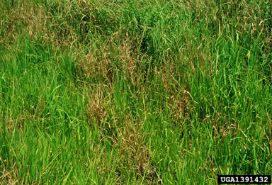 cogongrass, Imperata cylindrica  (Cyperales: Poaceae) - 1391432