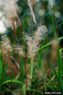 cogongrass, Imperata cylindrica  (Cyperales: Poaceae) - 1391445