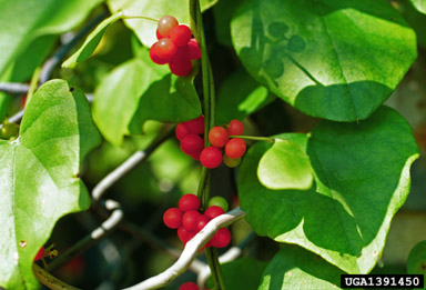 redberry moonseed, Cocculus carolinus  (Ranunculales: Menispermaceae) - 1391450