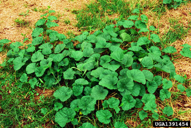 dudaim melon, Cucumis melo var. dudaim (Violales: Cucurbitaceae) - 1391454