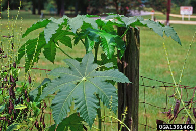 castorbean, Ricinus communis  (Euphorbiales: Euphorbiaceae) - 1391464