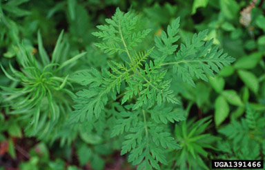 common ragweed, Ambrosia artemisiifolia  (Asterales: Asteraceae) - 1391466