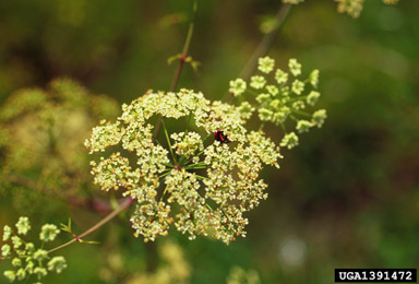 poison-hemlock, Conium maculatum  (Apiales: Apiaceae) - 1391472