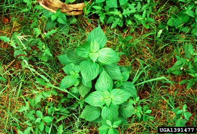 perilla mint, Perilla frutescens  (Lamiales: Lamiaceae) - 1391477