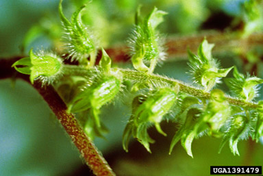 perilla mint, Perilla frutescens  (Lamiales: Lamiaceae) - 1391479