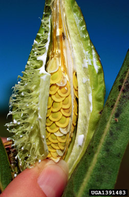 green antelopehorn, Asclepias viridis  (Gentianales: Asclepiadaceae) - 1391483
