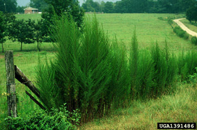 dogfennel, Eupatorium capillifolium  (Asterales: Asteraceae) - 1391486