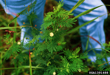 Illinois bundleflower, Desmanthus illinoensis  (Fabales: Fabaceae (Leguminosae)) - 1391488
