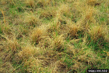 smutgrass, Sporobolus indicus  (Cyperales: Poaceae) - 1391502