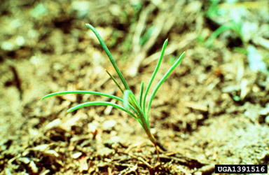 Russian thistle, Salsola kali  (Caryophyllales: Chenopodiaceae) - 1391516