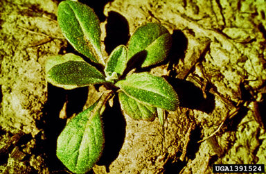 prickly lettuce, Lactuca serriola  (Asterales: Asteraceae) - 1391524