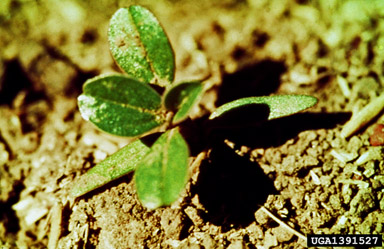 prostrate pigweed, Amaranthus blitoides  (Caryophyllales: Amaranthaceae) - 1391527