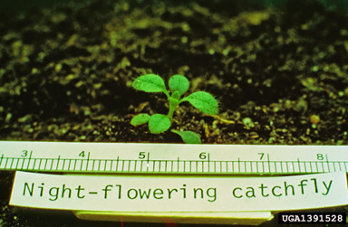 nightflowering catchfly, Silene noctiflora  (Caryophyllales: Caryophyllaceae) - 1391528