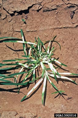 norflurazon (  ) on goosegrass (Eleusine indica ) - 1392016