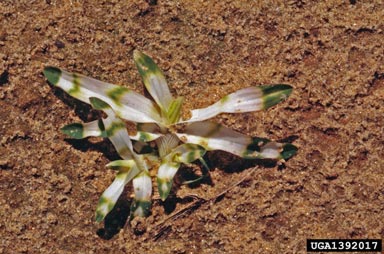 goosegrass, Eleusine indica  (Cyperales: Poaceae) - 1392017