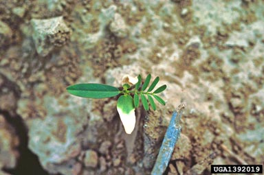 bigpod sesbania, Sesbania herbacea  (Fabales: Fabaceae (Leguminosae)) - 1392019