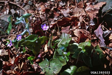 round-lobed hepatica, Hepatica nobilis var. obtusa (Ranunculales: Ranunculaceae) - 1392022