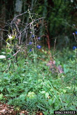 Alabama larkspur, Delphinium alabamicum  (Ranunculales: Ranunculaceae) - 1392023