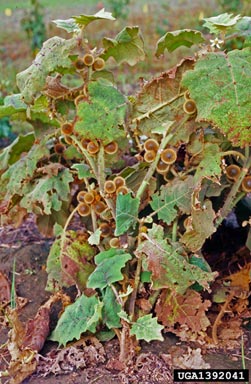 fuzzyfruit nightshade, Solanum candidum  (Solanales: Solanaceae) - 1392041