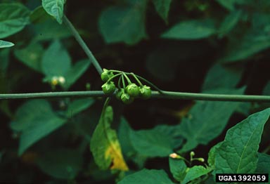 West Indian nightshade, Solanum ptycanthum  (Solanales: Solanaceae) - 1392059