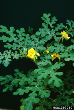 buffalobur, Solanum rostratum  (Solanales: Solanaceae) - 1392060