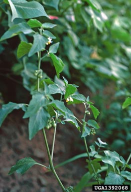 hairy nightshade, Solanum physalifolium  (Solanales: Solanaceae) - 1392068