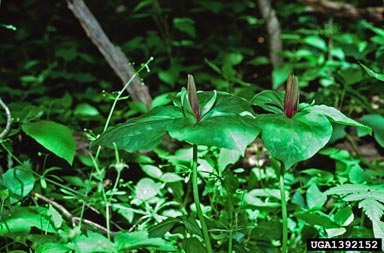 trillium, Trillium spp.  (Liliales: Liliaceae) - 1392152