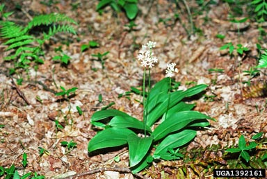 white clintonia, Clintonia umbellulata  (Liliales: Liliaceae) - 1392161