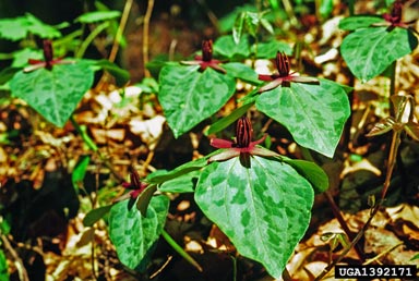 trillium, Trillium spp.  (Liliales: Liliaceae) - 1392171
