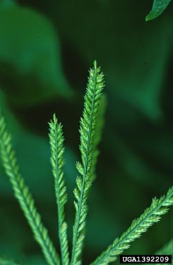 goosegrass, Eleusine indica  (Cyperales: Poaceae) - 1392209