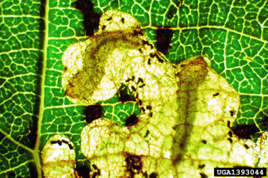 European alder leafminer, Fenusa dohrnii  (Hymenoptera: Tenthredinidae) - 1393044