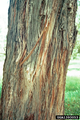 broad-leaved stringybark, Eucalyptus caliginosa  (Myrtales: Myrtaceae) - 1393053