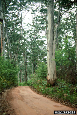 karri, Eucalyptus diversicolor  (Myrtales: Myrtaceae) - 1393059