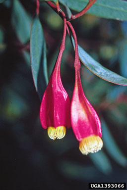 fuchsia gum, Eucalyptus forrestiana  (Myrtales: Myrtaceae) - 1393066