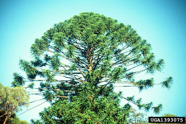 bunya pine, Araucaria bidwillii  (Pinales: Araucariaceae) - 1393075