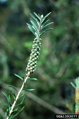 scarlet bottlebrush, Callistemon rugulosus  (Myrtales: Myrtaceae) - 1393077