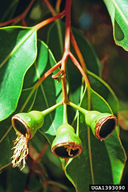 redgum, Eucalyptus calophylla  (Myrtales: Myrtaceae) - 1393090