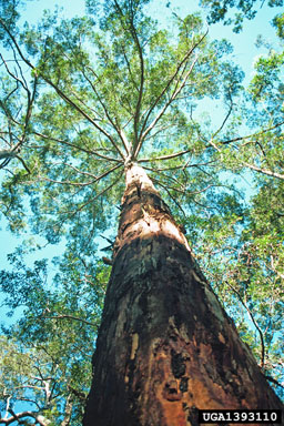 karri, Eucalyptus diversicolor  (Myrtales: Myrtaceae) - 1393110