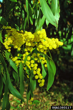 acacia, Acacia spp.  (Fabales: Fabaceae (Leguminosae)) - 1393117