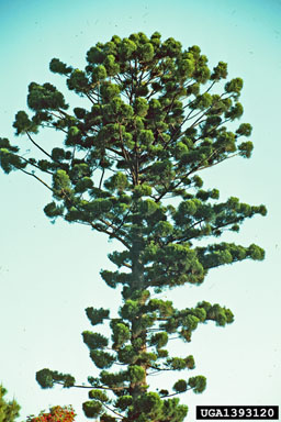 Moreton Bay pine, Araucaria cunninghamii  (Pinales: Araucariaceae) - 1393120
