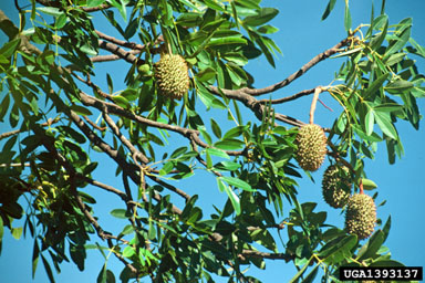 crow's nest ash, Flindersia australis  (Sapindales: Rutaceae) - 1393137