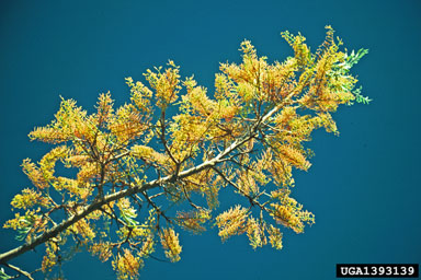 silkoak, Grevillea robusta  (Proteales: Proteaceae) - 1393139