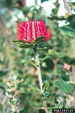 scarlet banksia, Banksia coccinea  (Proteales: Proteaceae) - 1393145