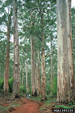karri, Eucalyptus diversicolor  (Myrtales: Myrtaceae) - 1393155