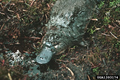 duck-billed platypus, Ornithorhynchus anatinus  (Monotremata: Ornithorhynchidae) - 1393174