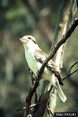 kookaburra, Dacelo novaeguineae  (Coraciiformes: Dacelonidae) - 1393181