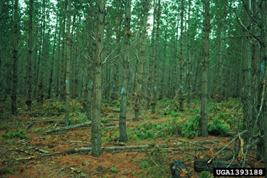 thinning (stand) on Monterey pine (Pinus radiata ) - 1393188