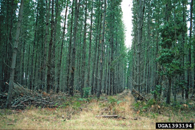 Monterey pine, Pinus radiata  (Pinales: Pinaceae) - 1393194